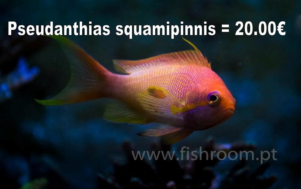 Anthias