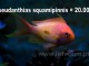 Anthias