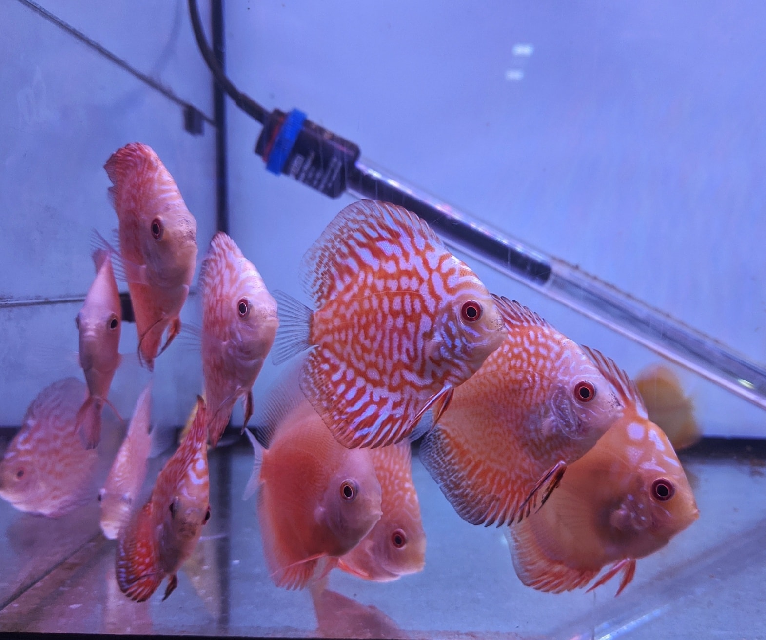 102728193 3932643456778177 8152651202656468992 o