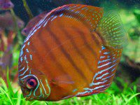 Discus brown - Cópia