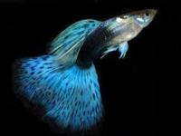 Guppy