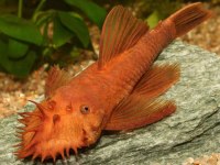 Ancistrus-super-red