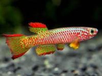 Aphyosemion gabunense