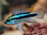 Apistogramma trifasciata