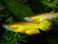 Aplocheilus lineatus gold
