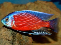 Aplochromis borleyi red fin
