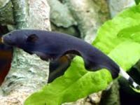 Apteronotus albifrons