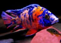 Aulonocra multicolor OB