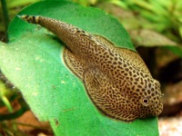 Beaufortia leveretti