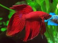 Betta Splendes Vermelho