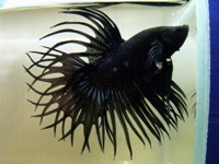 Betta black