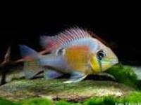 Biotodoma cupido santarem