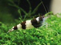 Caridina bumblebee