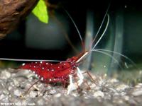 Caridina dennerli