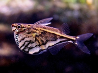 Carnigiella strigatta