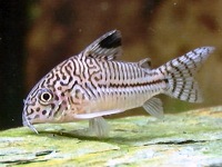 Corydoras julii