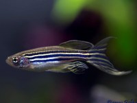 Danio rerio