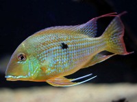 Geophagus Surinamensis
