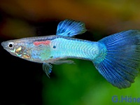 Guppy M Electric Blue
