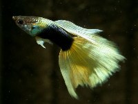Guppy amarelo