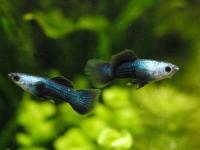 Guppy panda blue
