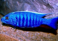 Haplochromis Ahli