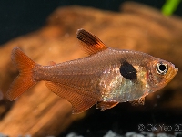 Hyphessobrycon sweglesi