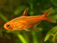 Hyphessobrycon amandae