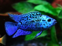 Jack dempsey electric blue