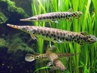 Lepisosteus oculatus