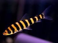 Leporinus fasciatus