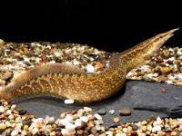 MAstacembelus circumcinctus