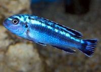 Melanochromis johanni