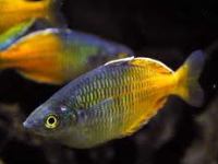 Melanotaenia boesemani