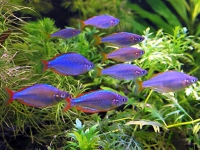 Melanotaenia praecox