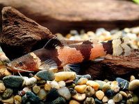 Microglanis poecilus