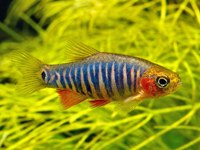 Microrasbora erythomicron