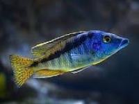 Mylochromis sp Mchuse