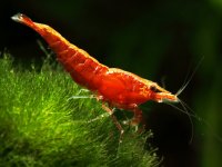 Neocardina heteropoda sakura