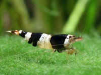 Neocaridina Crystal black