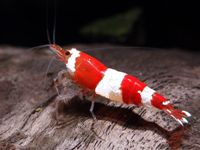 Neocaridina crystal red