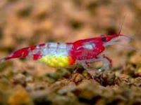 Neocaridina red rilli