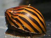 Neritina