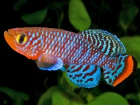 Nothobranchius rachovii