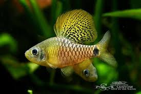 Oreichthys crenuchoides