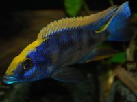 Otopharynx lithobates zimbawe rocks