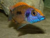 Otopharynx lithobathes