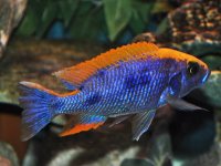 Otopharynx lithobathes red top