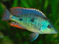 Otopharynx tetrastigma