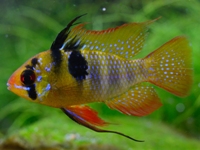 Papilochromis ramirezi